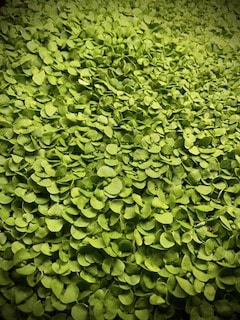 Basil Microgreens